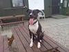 Amerikansk staffordshire terrier TEX