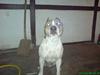 Amerikansk staffordshire terrier TYSON