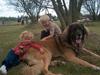 Leonberger khaimas´ cho cachou