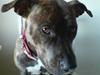 Amerikansk staffordshire terrier Zoe