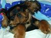 Cavalier king charles spaniel Grand Marica Kijafa