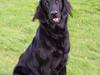 Flat coated retriever Samson
