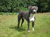 Amerikansk staffordshire terrier ...
