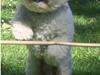Bichon à poil frisé Elvis