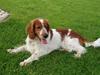 Welsh springer spaniel Jackie