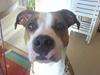 Amerikansk staffordshire terrier Cindy