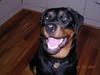Rottweiler Keeno *1-5 06 - 14-12 09*