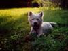 West highland white terrier Bella R.I.P