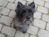 Cairn terrier Buster