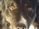 Border collie Sam