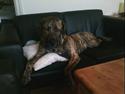 Fila brasileiro Boss