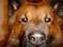 Eurasier NEMO
