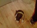 Amerikansk staffordshire terrier Tyson *HIMMELHUND*