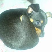 Prazsky krysarik Chili