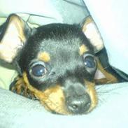 Prazsky krysarik Chili