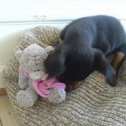 Prazsky krysarik Chili