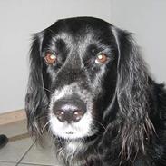 Blanding af racer sisse