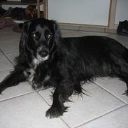 Blanding af racer sisse