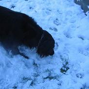 Blanding af racer sisse