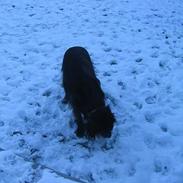 Blanding af racer sisse