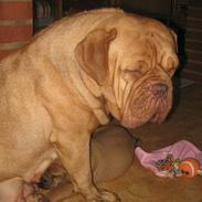 Dogue de bordeaux Desteny