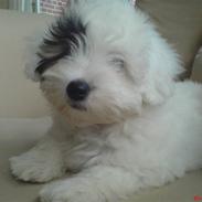 Coton de tulear Mille (Whitebear Flora)