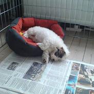 Coton de tulear Mille (Whitebear Flora)