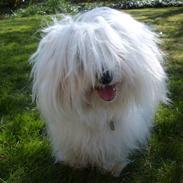 Coton de tulear Mille (Whitebear Flora)