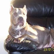 Amerikansk staffordshire terrier Troya