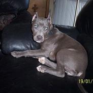 Amerikansk staffordshire terrier Troya