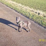 Amerikansk staffordshire terrier Troya