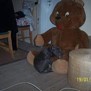 Amerikansk staffordshire terrier Troya