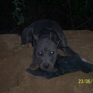 Amerikansk staffordshire terrier Troya