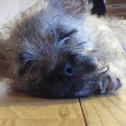 Cairn terrier Baloo