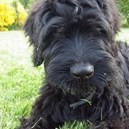 Briard Tot