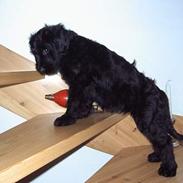 Briard Tot