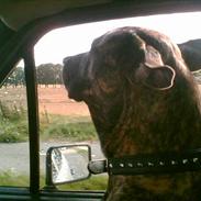 Fila brasileiro Boss