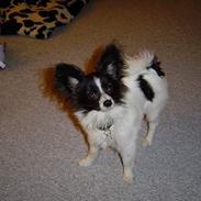 Papillon Robert