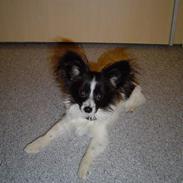 Papillon Robert