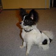 Papillon Robert