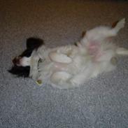 Papillon Robert
