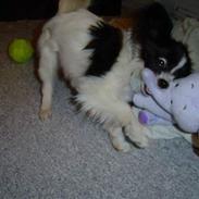 Papillon Robert