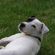 Jack russell terrier Styrmand