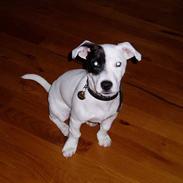 Jack russell terrier Styrmand