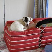 Jack russell terrier Styrmand