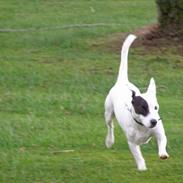 Jack russell terrier Styrmand