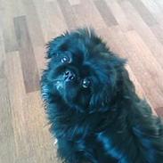 Pekingeser Vaks R.I.P