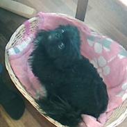 Pekingeser Vaks R.I.P