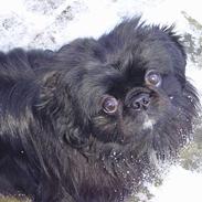 Pekingeser Vaks R.I.P