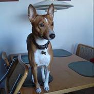 Basenji Chico